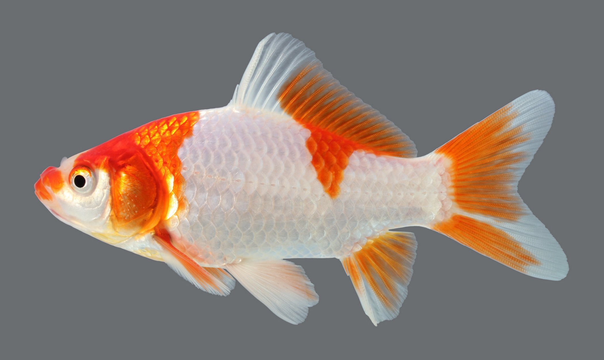 Carassius Auratus Auratus (Linnaeus, 1758)